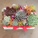 Christmas gift succulent plant arrangement