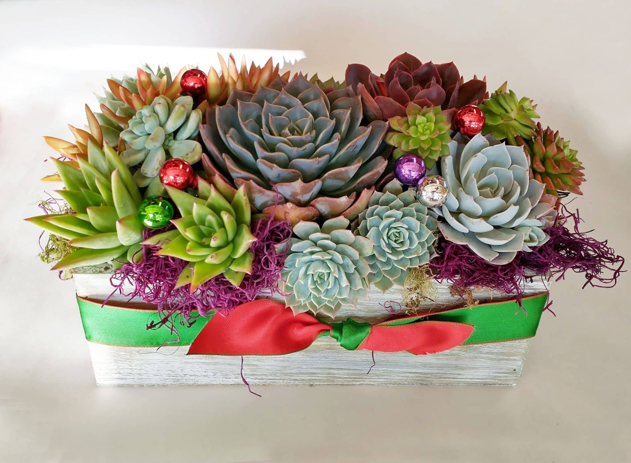 christmas gift succulent arrangement