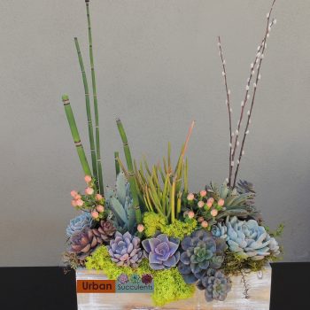 San Diego Succulent and Cactus Arrangements