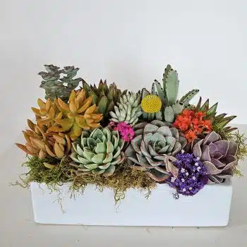 Centerpiece in 12x7 ceramic dish
