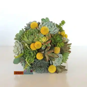 Succulent Bouquet with Billy Balls - Ashley