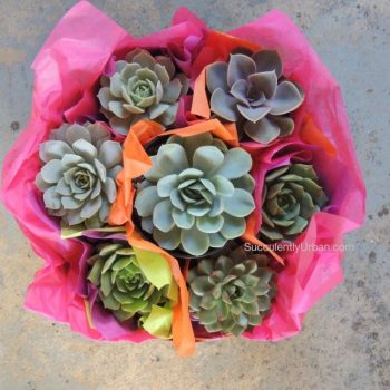 Amee's collection of 20 succulent gifts