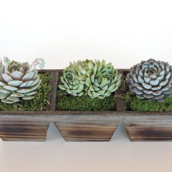 Echeveria Trio