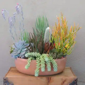 Succulent Arrangement-Sticks on Fire or Euphorbia Tirucalli