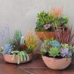 terracotta pots with succulents