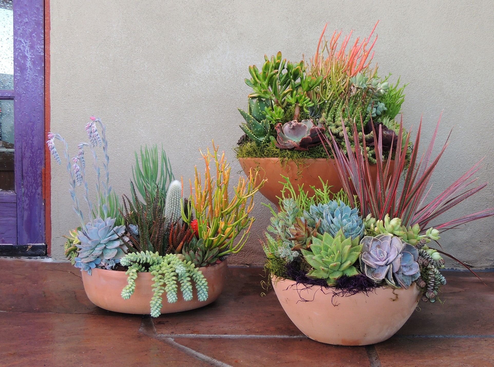 Image of Succulent garden in terracotta pot