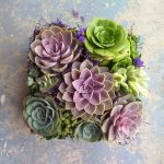 Succulent arrangement with perle von nurnberg
