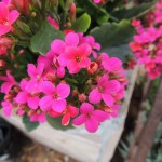 Calnchoe tomentosa fuchsia