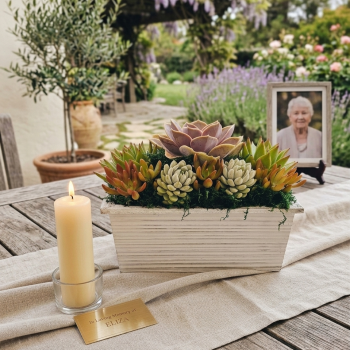 Sympathy Succulent Gift in White Wood Box