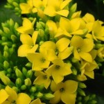 yellow calandiva blooms