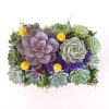 succulent-arrangement-perle von nurnberg