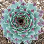 Sempervivum Calcareum