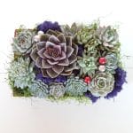 Succulenet arragement featuring a large perle von nurnberg.