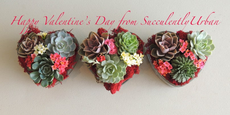 succulent-valentine_0169b2