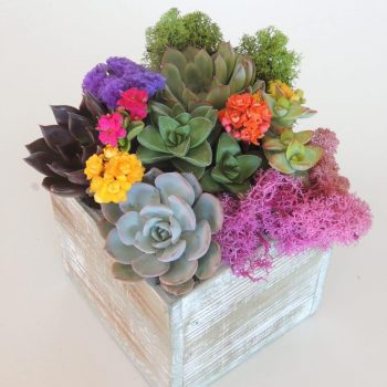 Set of 2 Succulent Arrangements- 5" x 5"