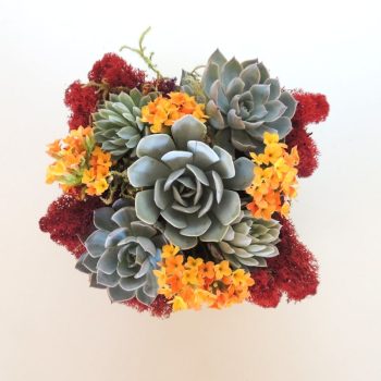 Collection of 9 Succulent Arrangements- 5" x 5"