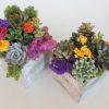 Green gifts- succulent arrangements