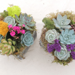 succulent centerpieces