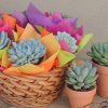 Succulent Gifts
