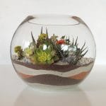 succulent certerpiece