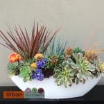 succulent arrangement