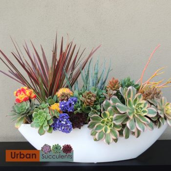Succulent Boat (scrips ranch)