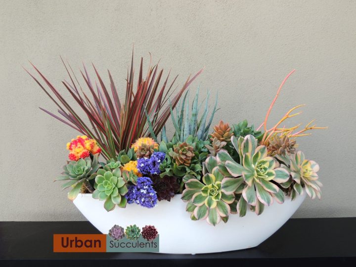 succulent arrangement