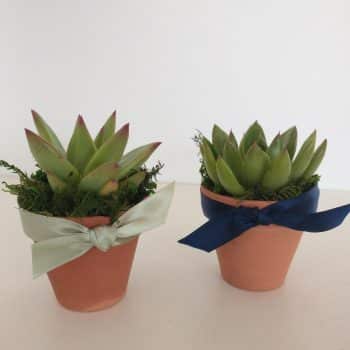 Succulent Party Favors Collection of 175