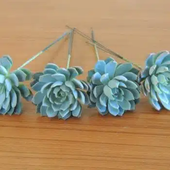 Wired Succulents for Mary