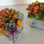 succulent arrangements