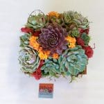Succulent Arrangement in 6x6 wood box.