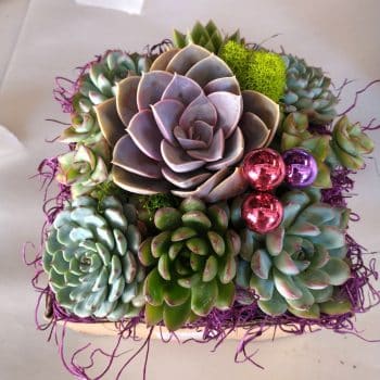 Summer-Wood box Succulent Arrangement