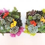 two succulents gifts