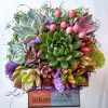 Colorful succulent arrangement with perle von nurnberg, sedums and embellished with reindeer moss.