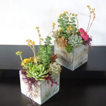 Set of 2 Wood Box Succulent Arrangements - 5" x 5"