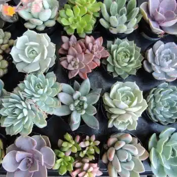 Succulent Plant Assortment 18 (Punty)