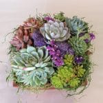 succulent arrangement