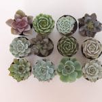 Succulent plants for wedding favors