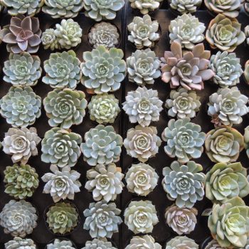 Succulent Plant Assortment 8