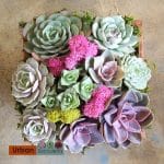 Colorful succulent arrangement with perle von nurnberg.