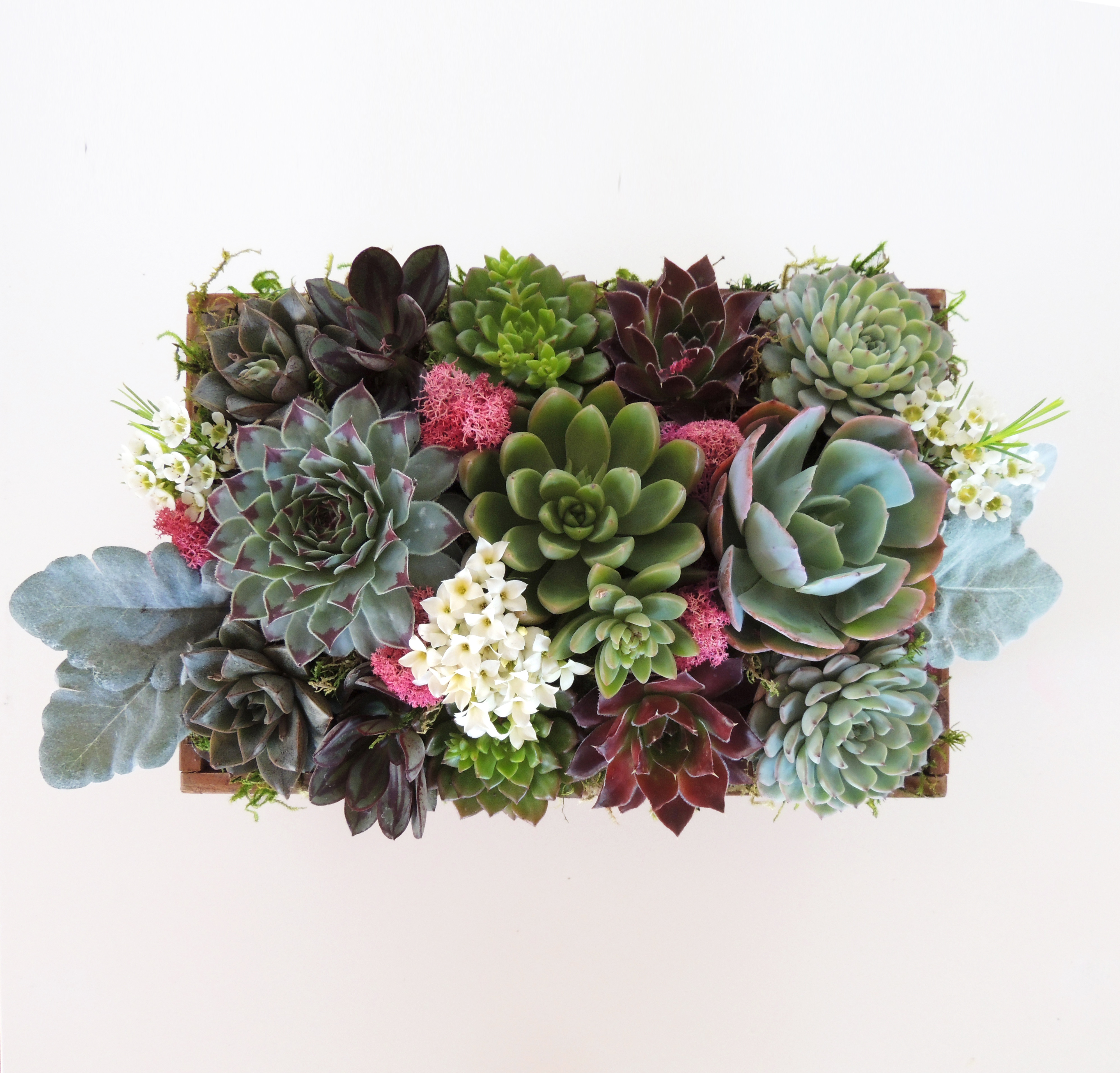 Latest Succulent Arrangement With Luxury Interior