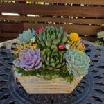 succulent-arrangement-10