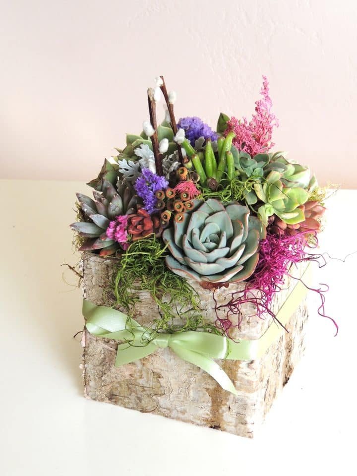 Candice Succulents in Birch Bark Container Urban