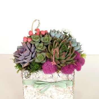 Candice - Succulents in Birch Bark Container