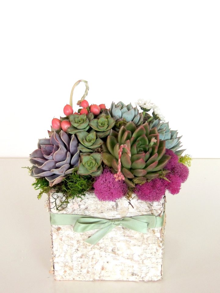 Candice succulent arrangement in birch box