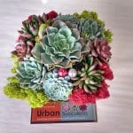 Succulent echeveria arrangement- Christmas gift.