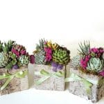 Succulent arrangements in birch box.
