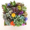 succulent arrangement in 7 x 7 wood box