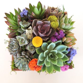 Summer-Wood box Succulent Arrangement