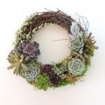 succulent wreath with white senecio